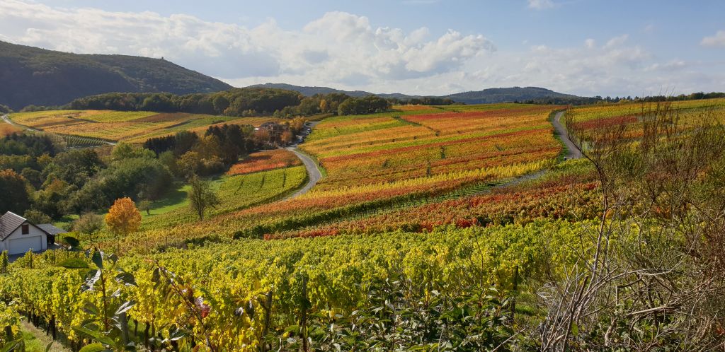 Herbst in den Weinberger